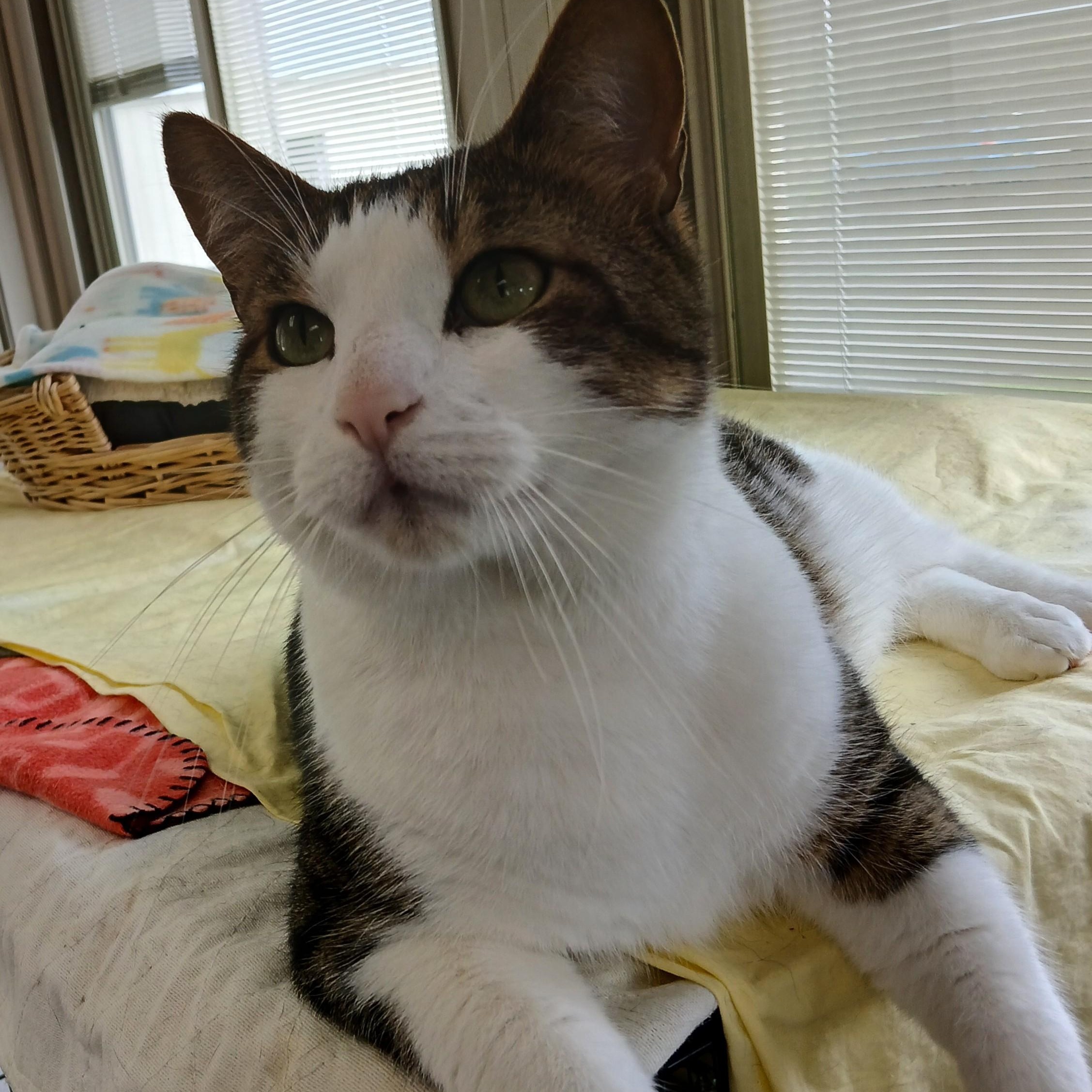 Snickers, a Adoptable mixed breed in Germansville, PA image 2/5