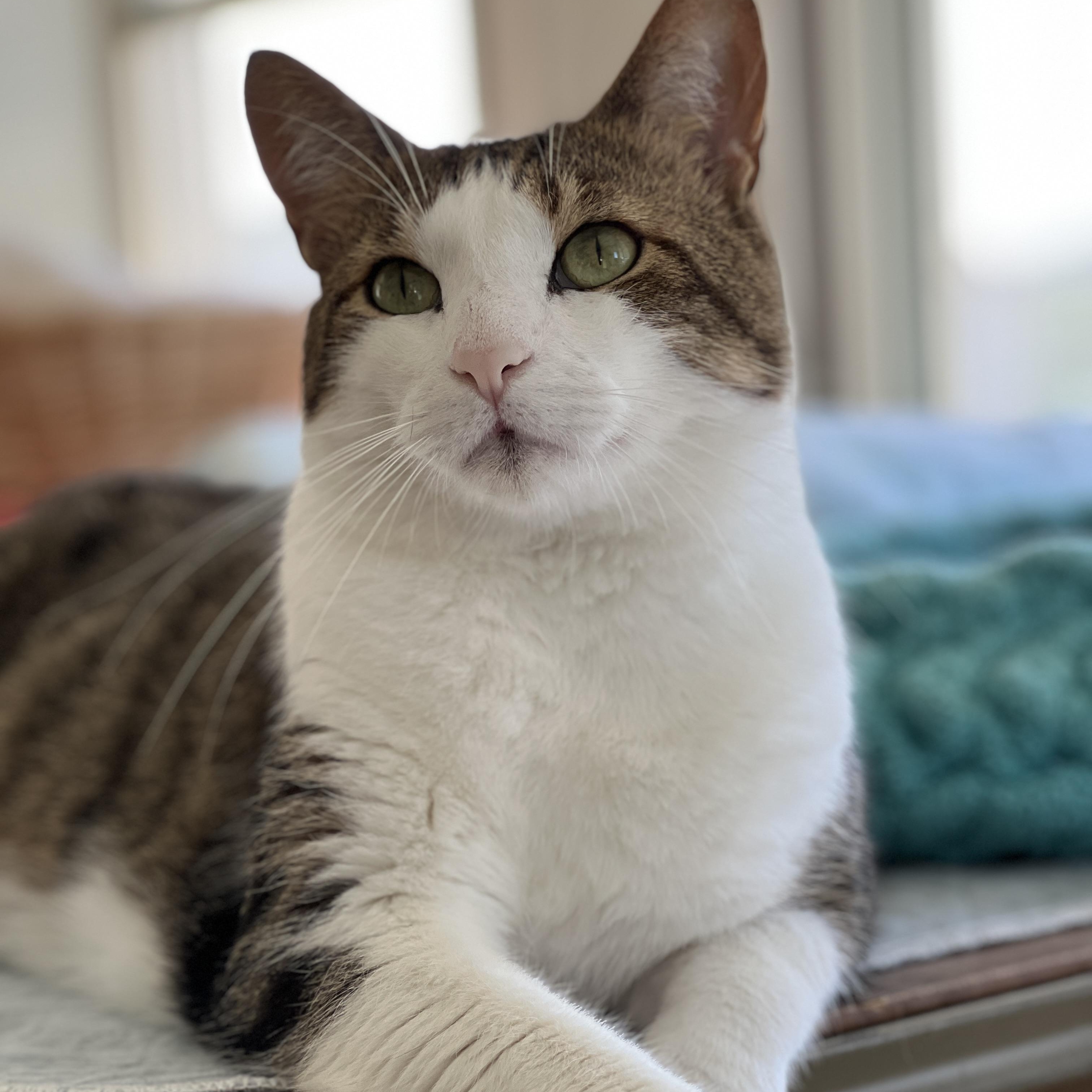 Snickers, adoptable, Adult Male Domestic Short Hair & Tabby.