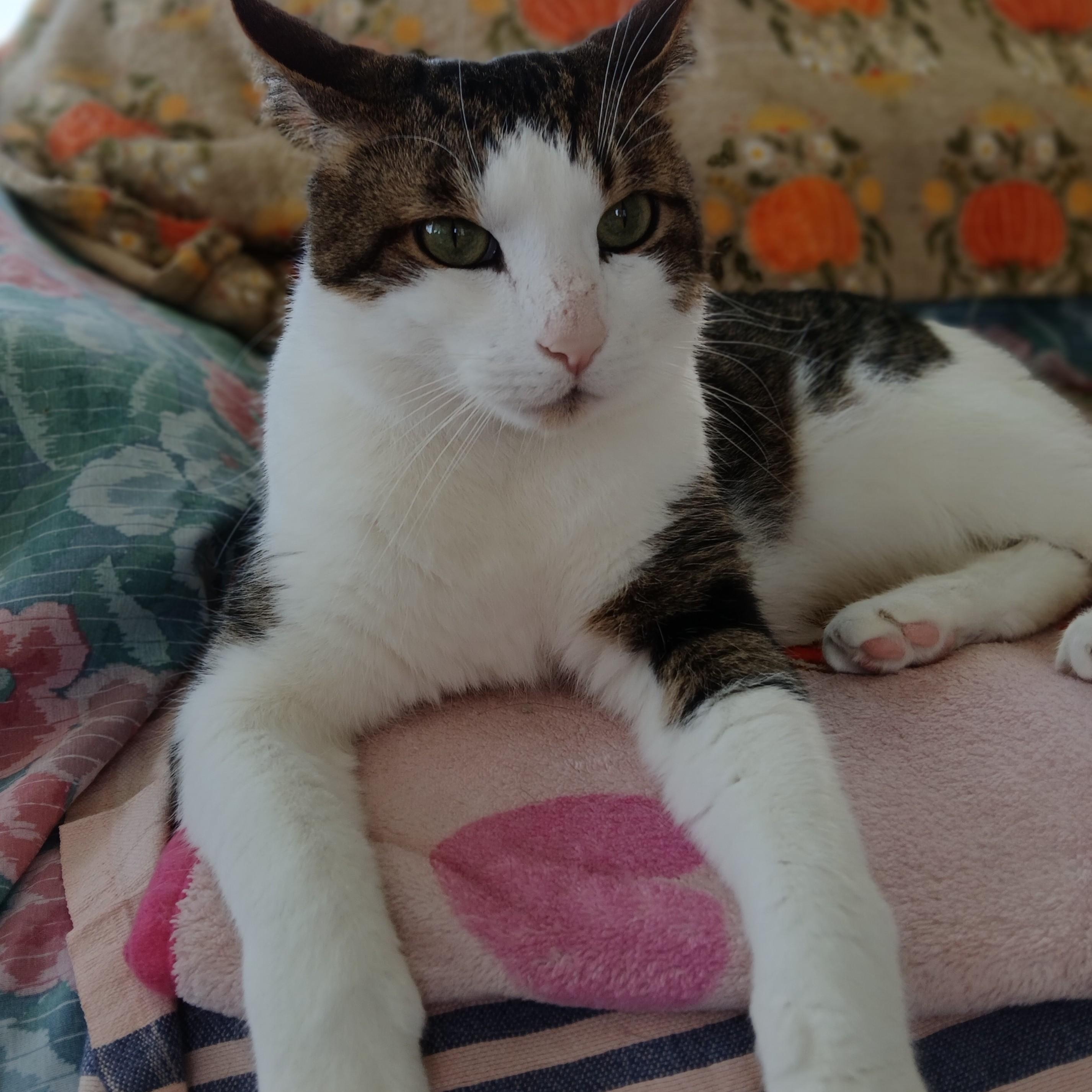 Snickers, a Adoptable mixed breed in Germansville, PA image 3/5