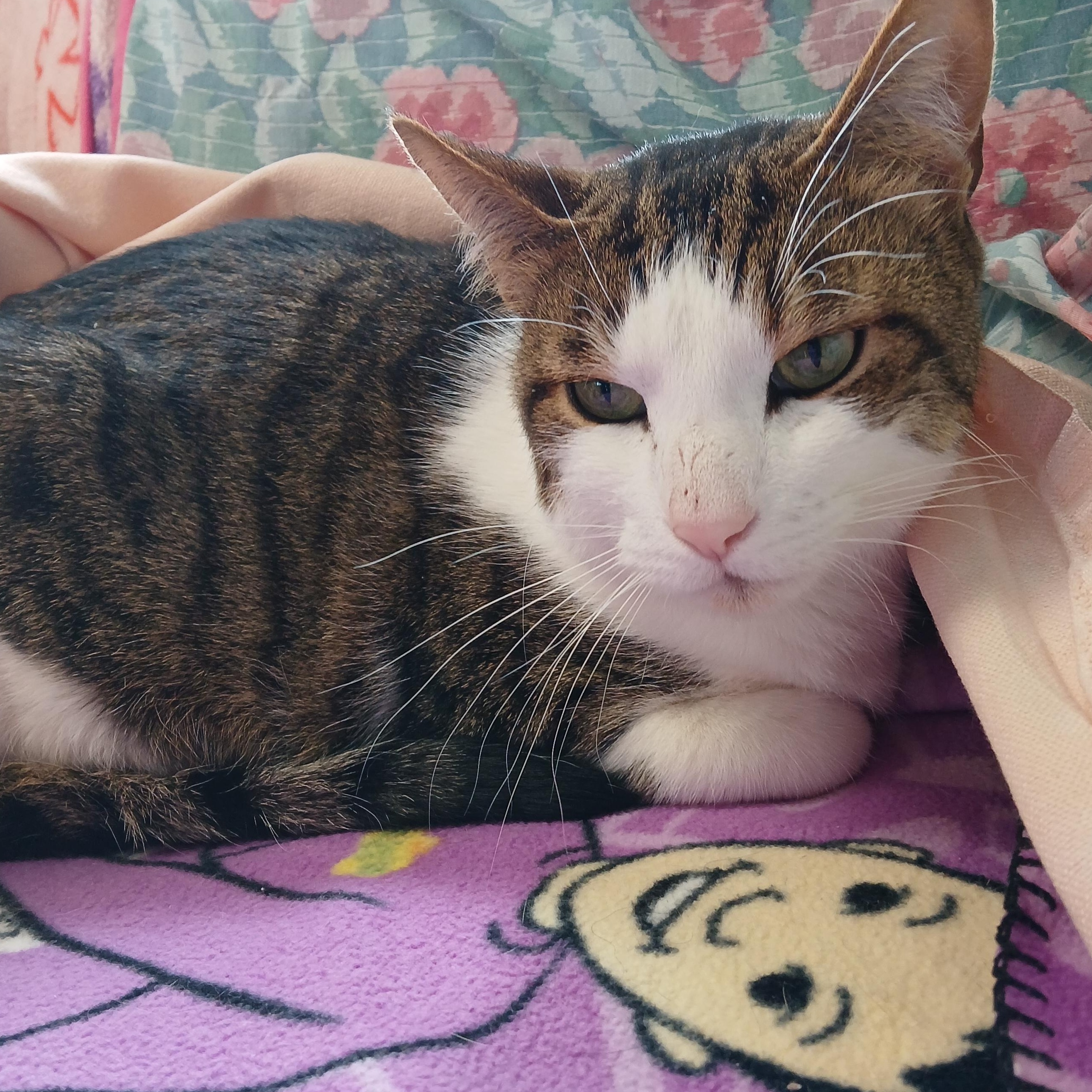 Snickers, a Adoptable mixed breed in Germansville, PA image 4/5