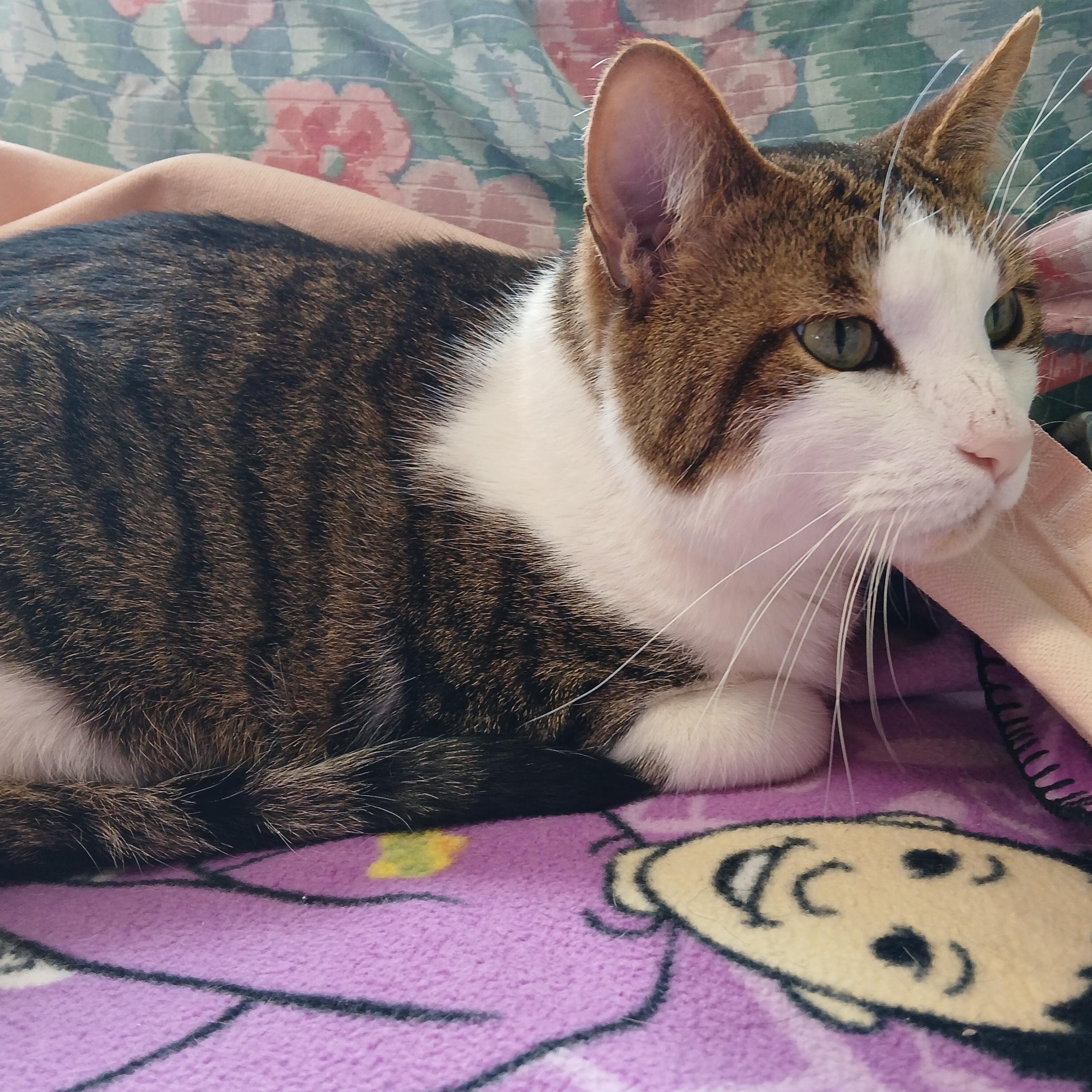 Snickers, a Adoptable mixed breed in Germansville, PA image 5/5