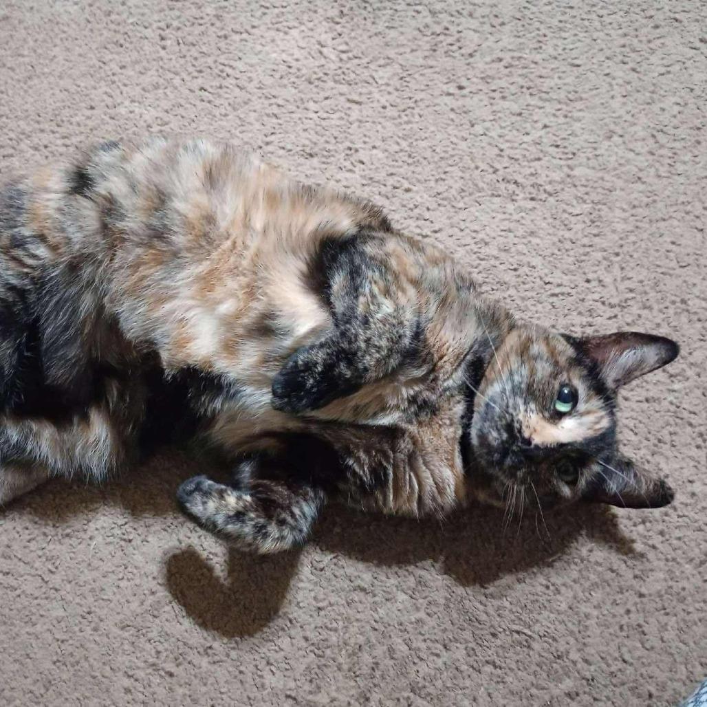 Enlarge Paisley, a Adoptable Domestic Short Hair in Port Neches, TX image 2/2