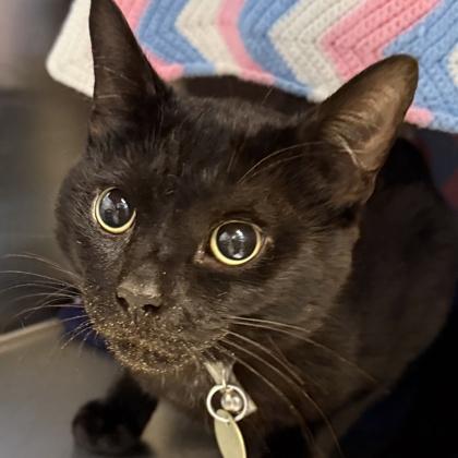 Lightning, adopted, Adult Male Domestic Short Hair.