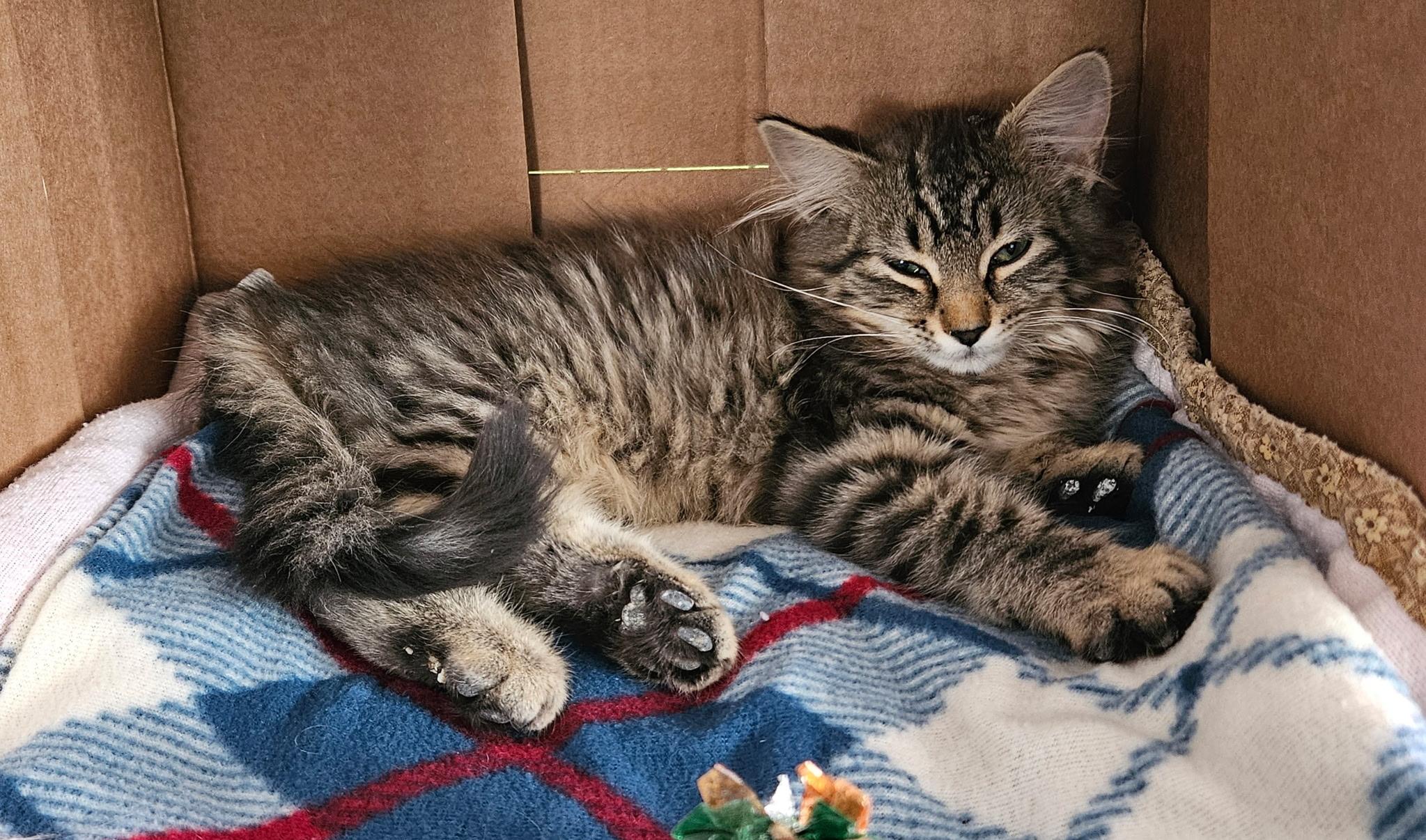 Tribble, an adoptable Domestic Long Hair in Torrington, WY, 82240 | Photo Image 3