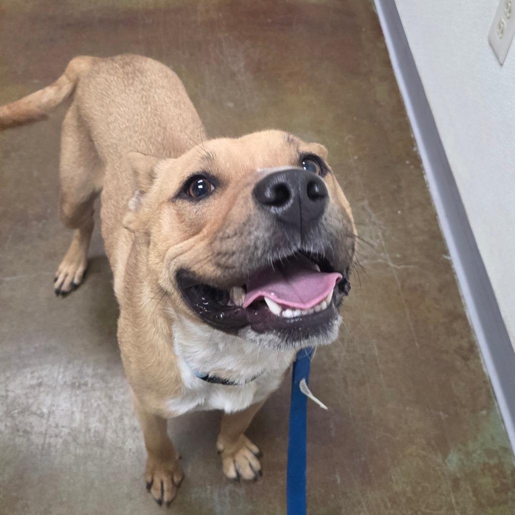Eddie, Adoptable, Adult Male American Staffordshire Terrier & Mixed Breed.