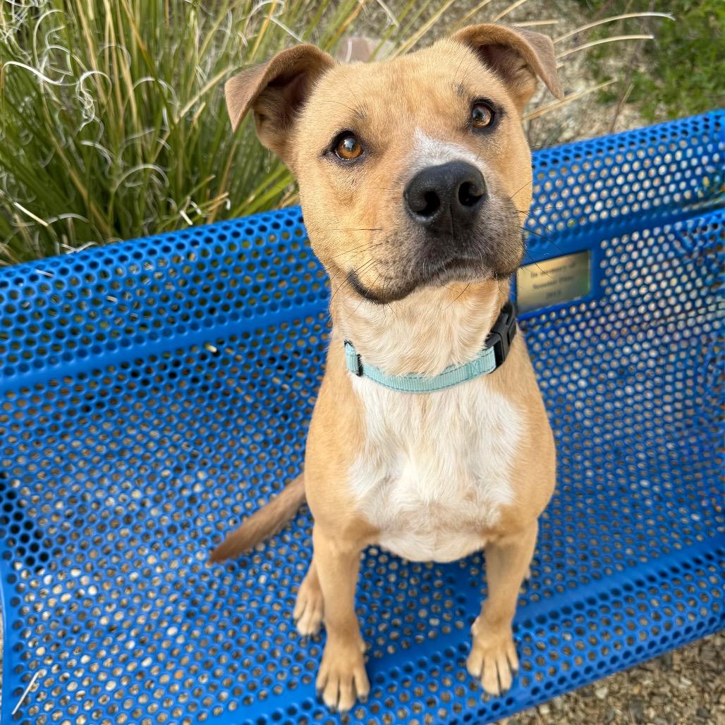 Enlarge Eddie, a Adoptable mixed breed in Albuquerque, NM image 2/6
