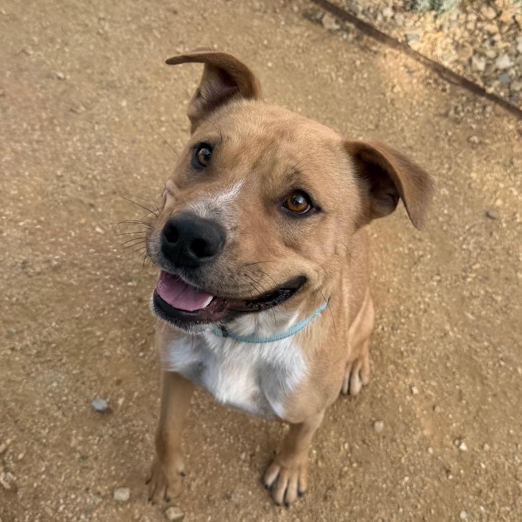 Enlarge Eddie, a Adoptable mixed breed in Albuquerque, NM image 3/6