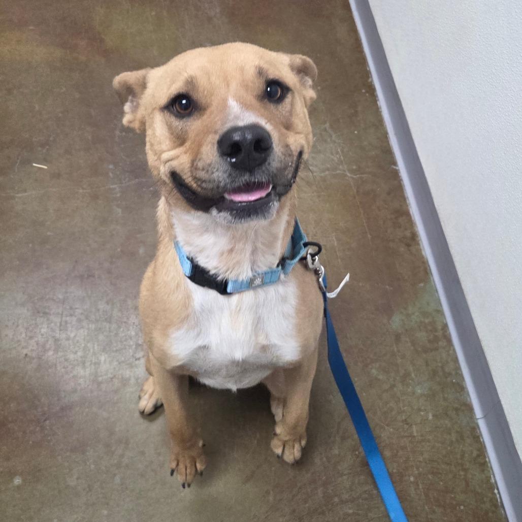 Enlarge Eddie, a Adoptable mixed breed in Albuquerque, NM image 4/6