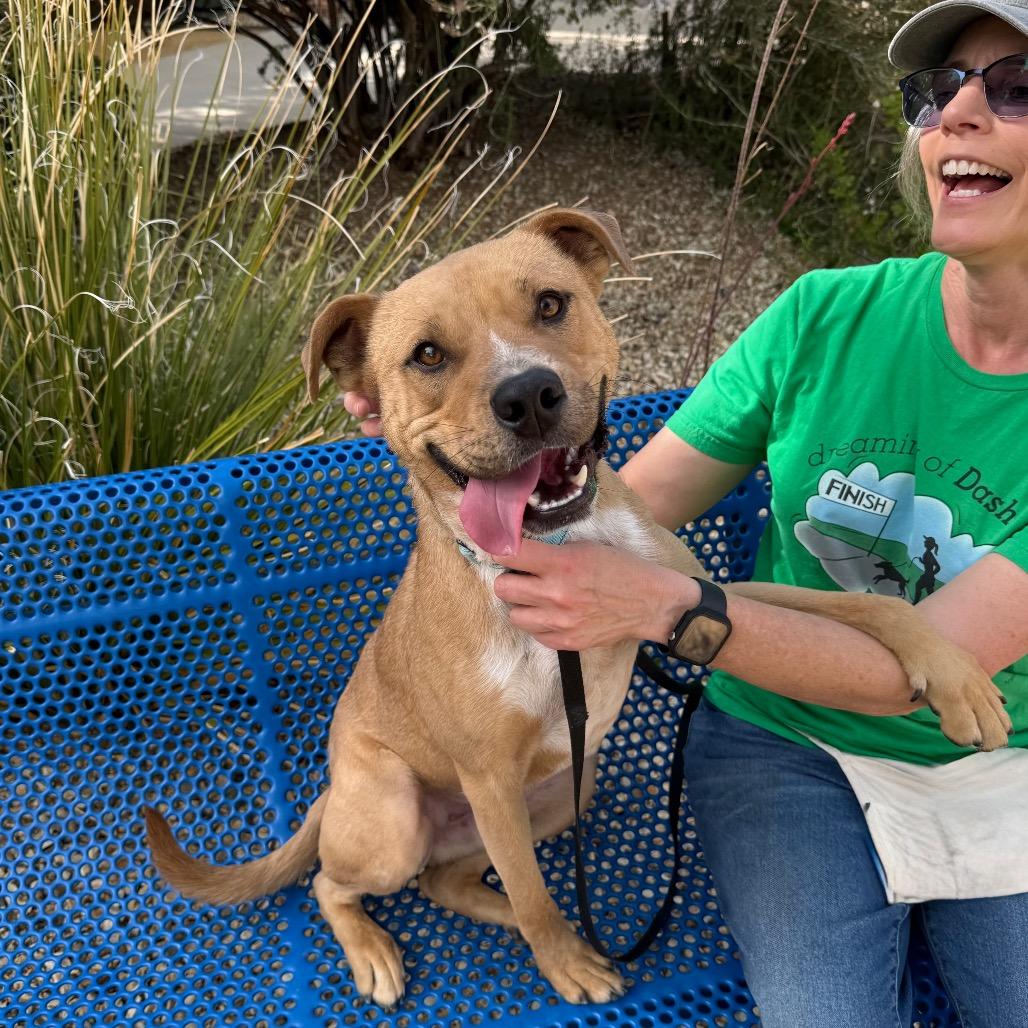 Enlarge Eddie, a Adoptable mixed breed in Albuquerque, NM image 5/6