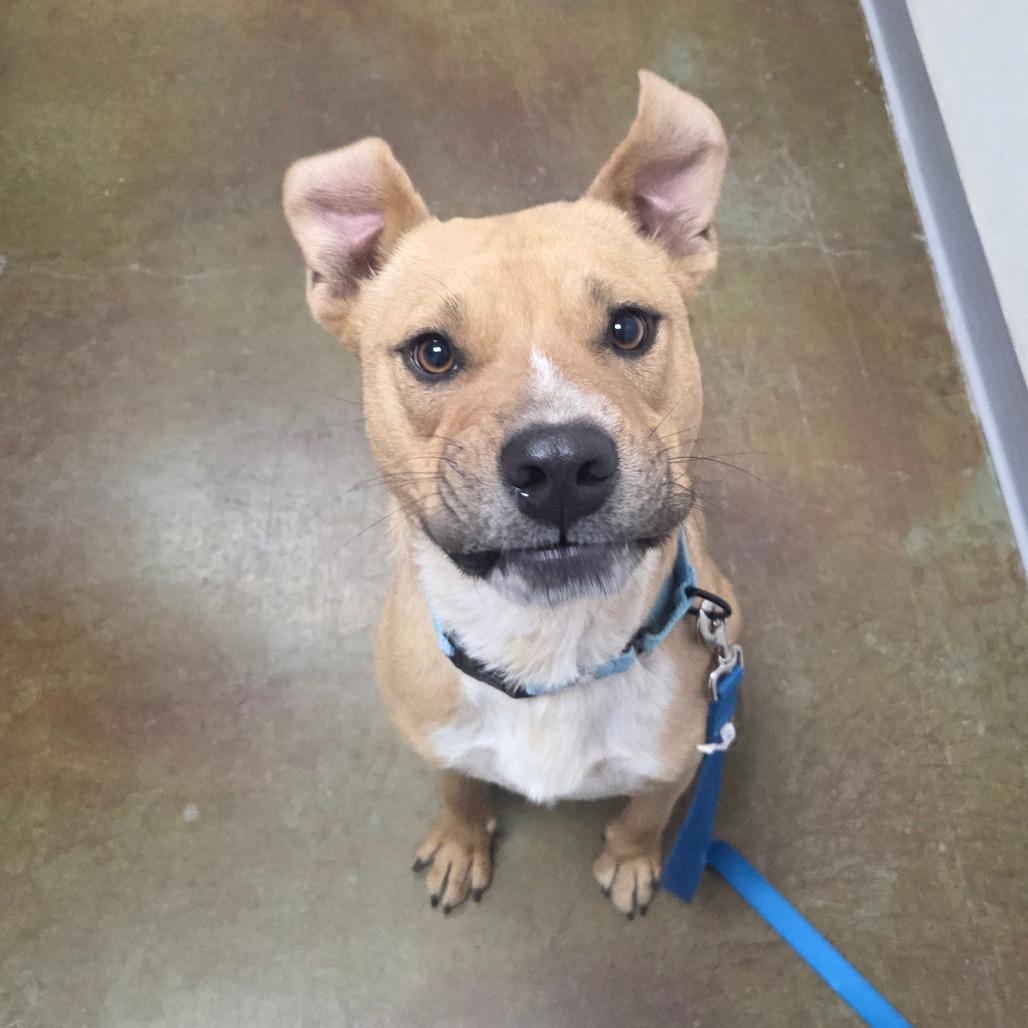 Enlarge Eddie, a Adoptable mixed breed in Albuquerque, NM image 6/6