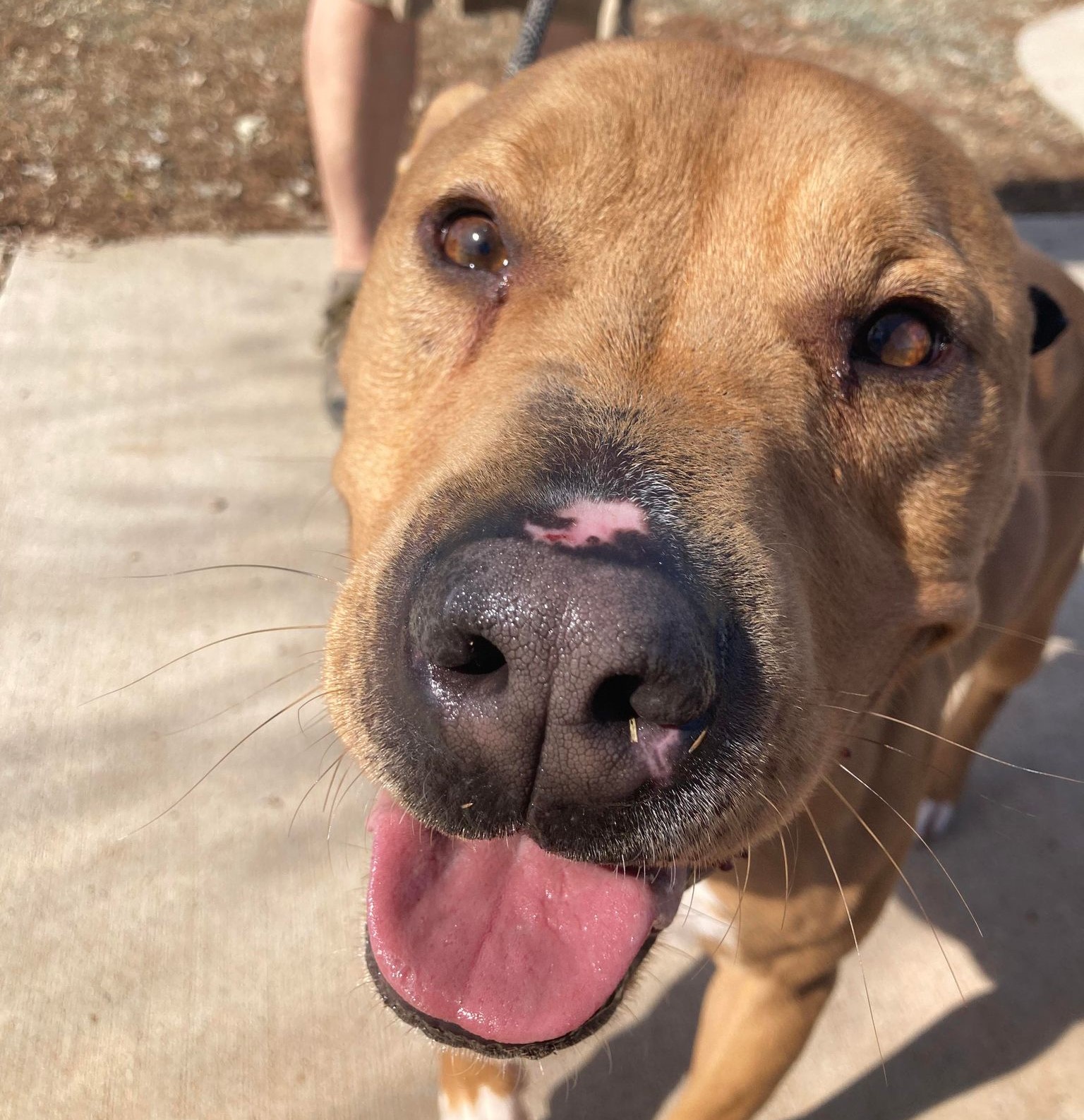 Tucker, a Adoptable mixed breed in Oklahoma City, OK image 6/6