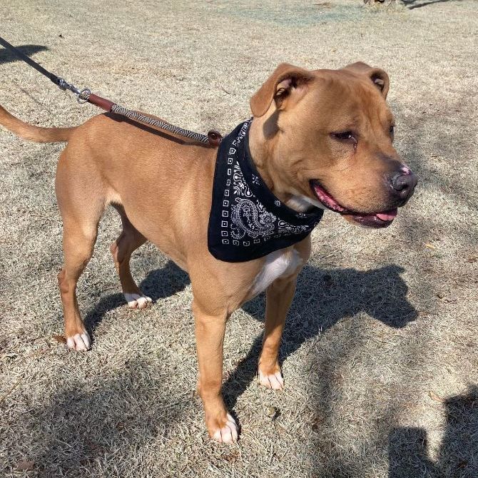 Tucker, a Adoptable mixed breed in Oklahoma City, OK image 5/6