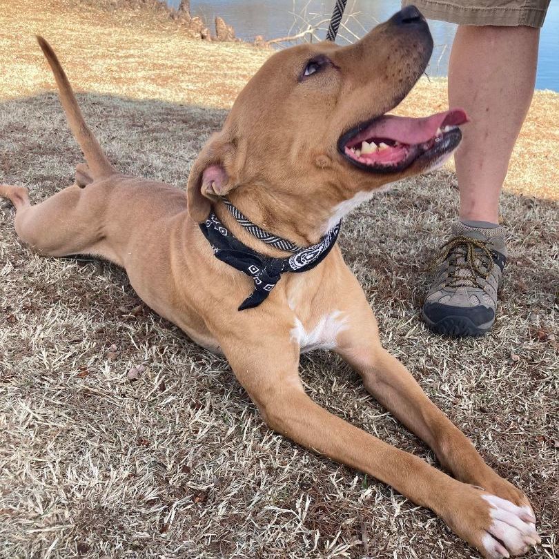 Tucker, a Adoptable mixed breed in Oklahoma City, OK image 1/6