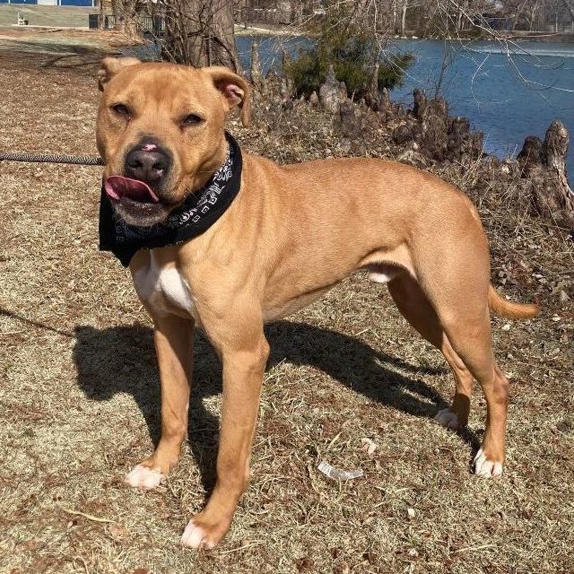 Tucker, a Adoptable mixed breed in Oklahoma City, OK image 3/6