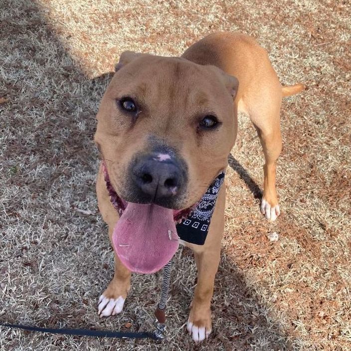 Tucker, a Adoptable mixed breed in Oklahoma City, OK image 4/6