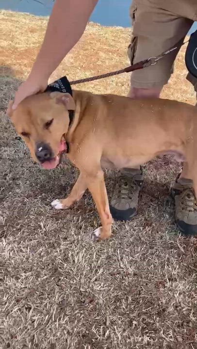Enlarge Tucker, a Adoptable mixed breed in Oklahoma City, OK video 2/6