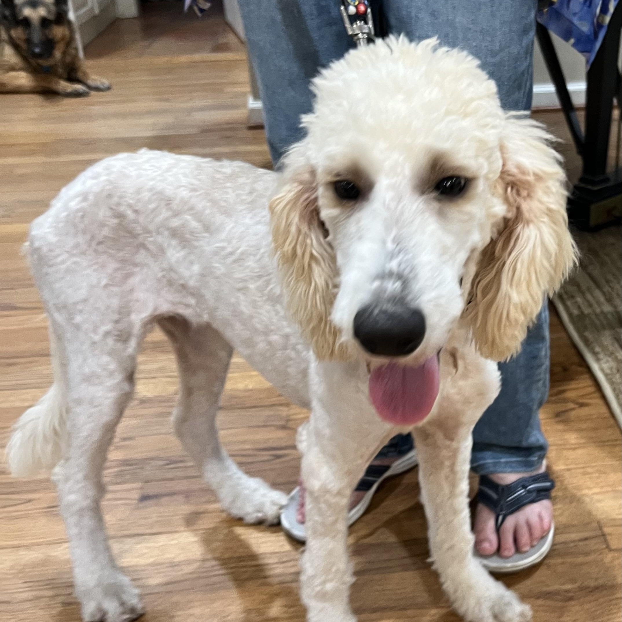 Enlarge Dolly, a Adoptable Aussiedoodle in Bellaire, TX image 2/6