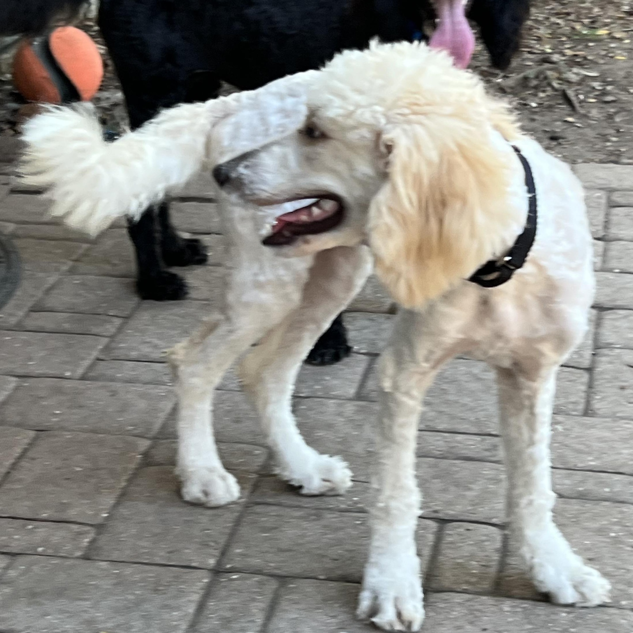 Enlarge Dolly, a Adoptable Aussiedoodle in Bellaire, TX image 4/6