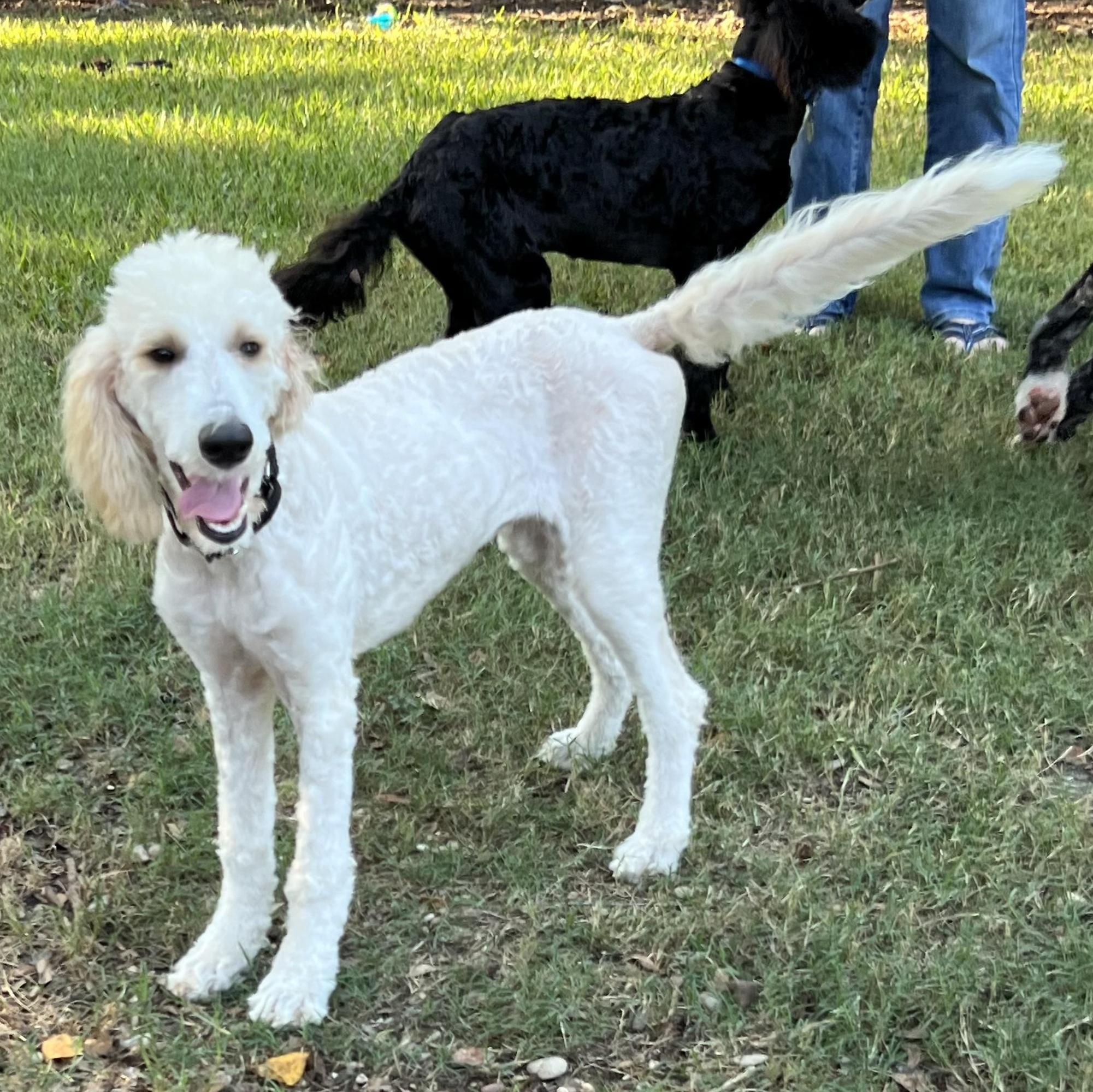 Enlarge Dolly, a Adoptable Aussiedoodle in Bellaire, TX image 1/6