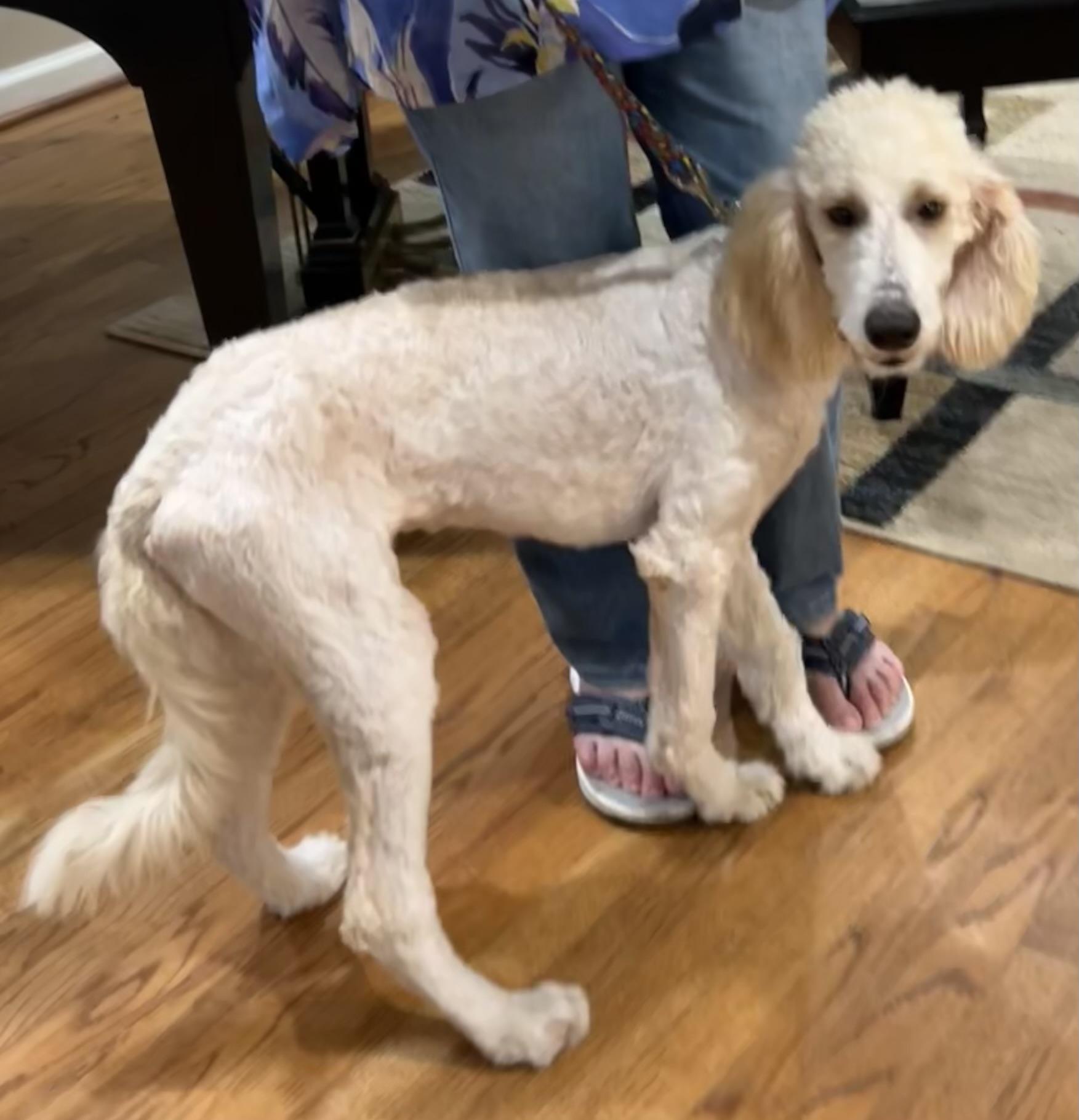 Enlarge Dolly, a Adoptable Aussiedoodle in Bellaire, TX image 6/6