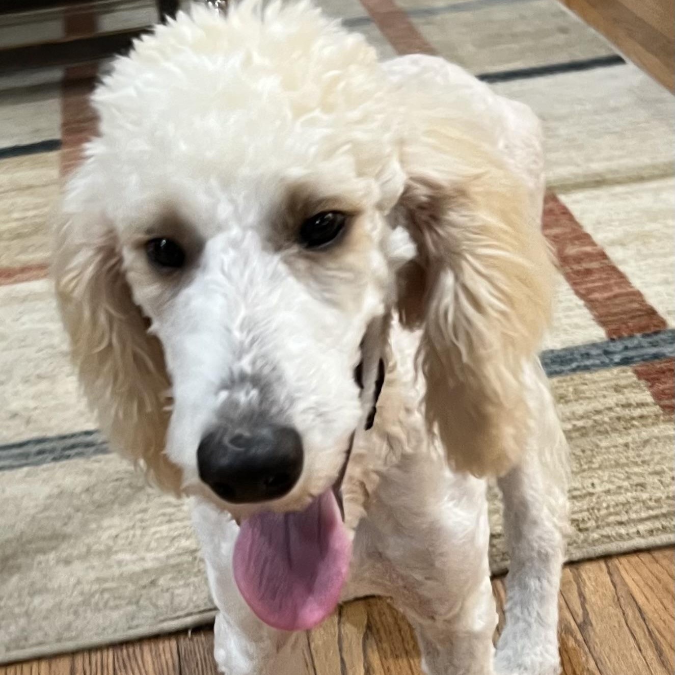 Enlarge Dolly, a Adoptable Aussiedoodle in Bellaire, TX image 3/6