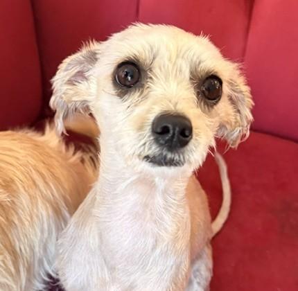 Enlarge Hazel, an adoptable mixed breed in Santa Rosa, CA image 5/5