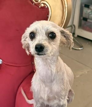 Enlarge Hazel, an adoptable mixed breed in Santa Rosa, CA image 2/5