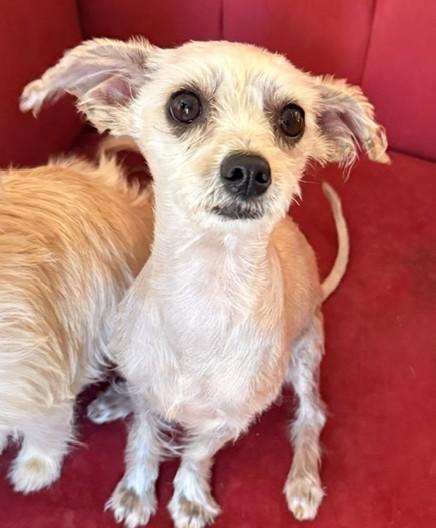 Hazel, adoptable, Adult Female Chihuahua.