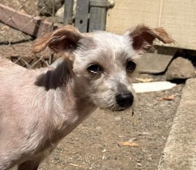 Enlarge Hazel, an adoptable mixed breed in Santa Rosa, CA image 4/5