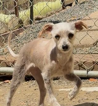 Enlarge Hazel, an adoptable mixed breed in Santa Rosa, CA image 3/5