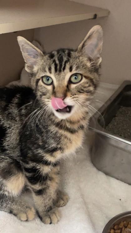 Kia, Adoptable, Young Female Domestic Long Hair & Domestic Short Hair.