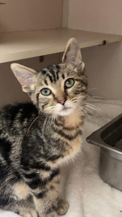 Kia, a Adoptable mixed breed in Columbus, IN image 2/2