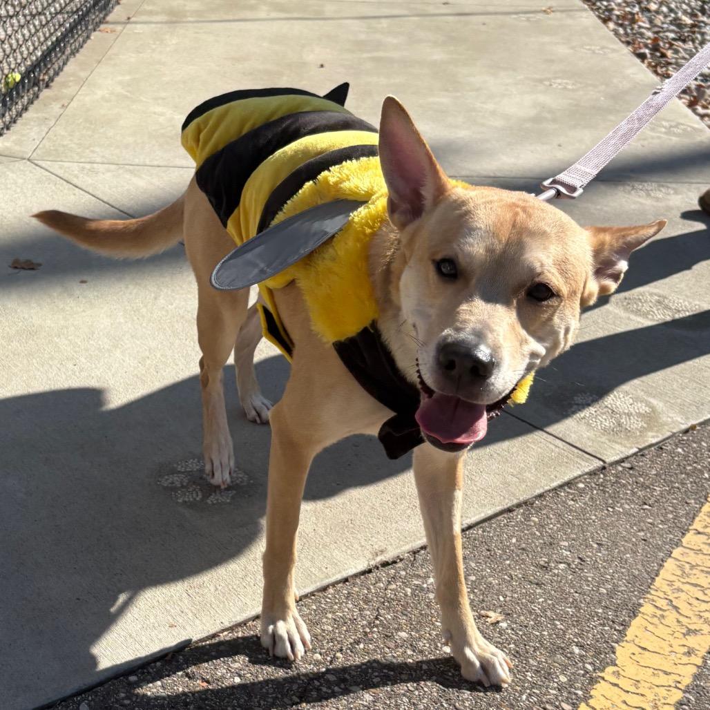 Enlarge Baby Girl, a Adoptable mixed breed in Fenton, MI image 1/2