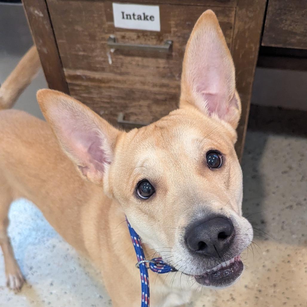 Enlarge Baby Girl, a Adoptable mixed breed in Fenton, MI image 2/2