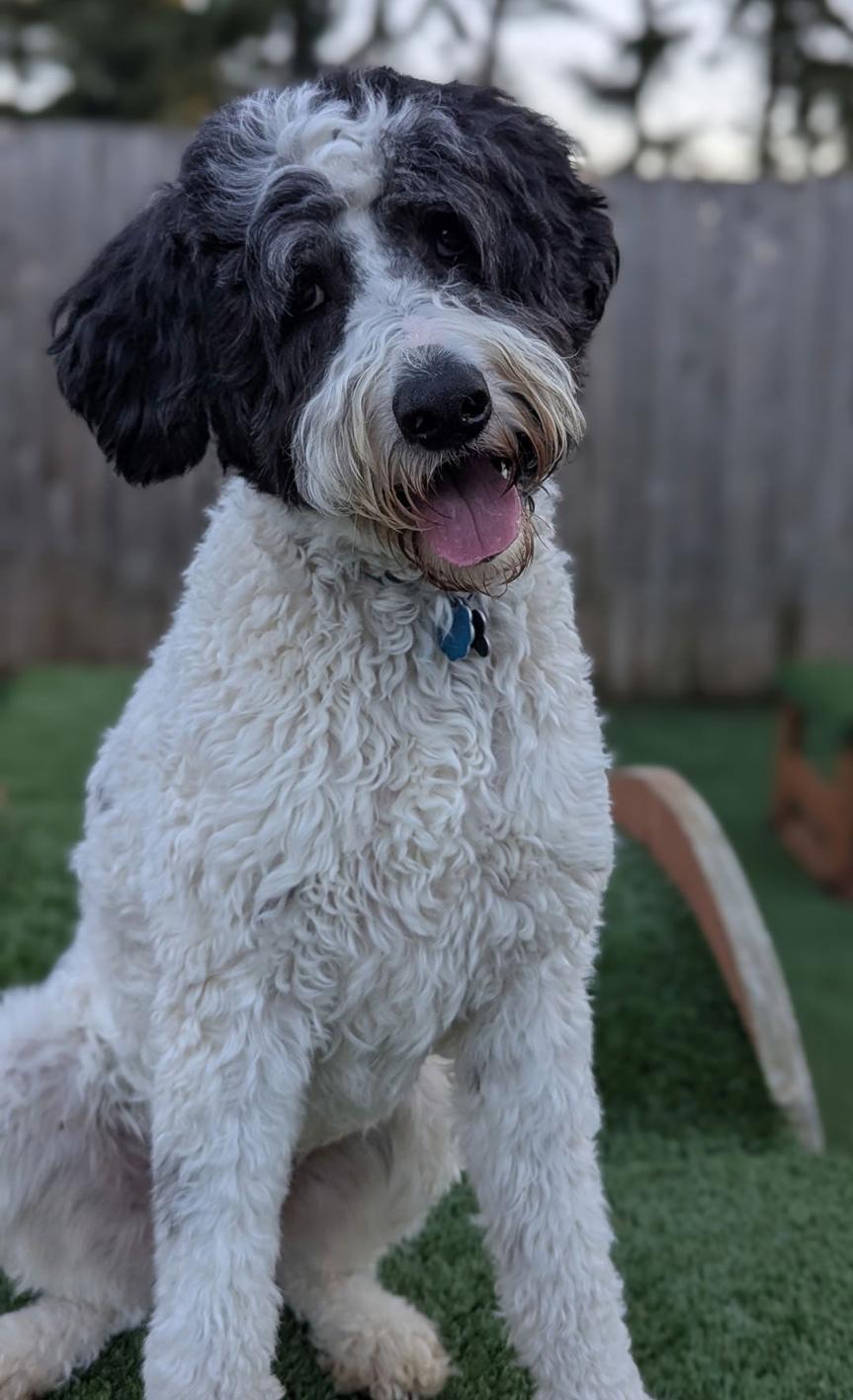 Enlarge Doodle Buddy, a Adoptable mixed breed in Bothell, WA image 1/3