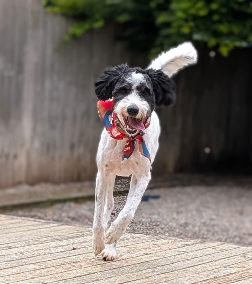 Enlarge Doodle Buddy, a Adoptable mixed breed in Bothell, WA image 2/3
