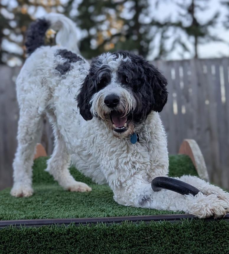 Enlarge Doodle Buddy, a Adoptable mixed breed in Bothell, WA image 1/3