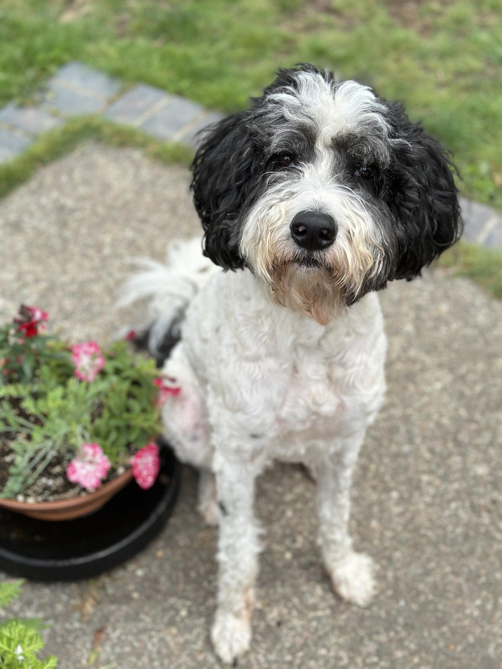Doodle Buddy, a Adoptable mixed breed in Bothell, WA image 2/3