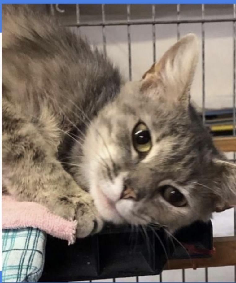 Thistle, Adoptable, Young Female Domestic Short Hair.