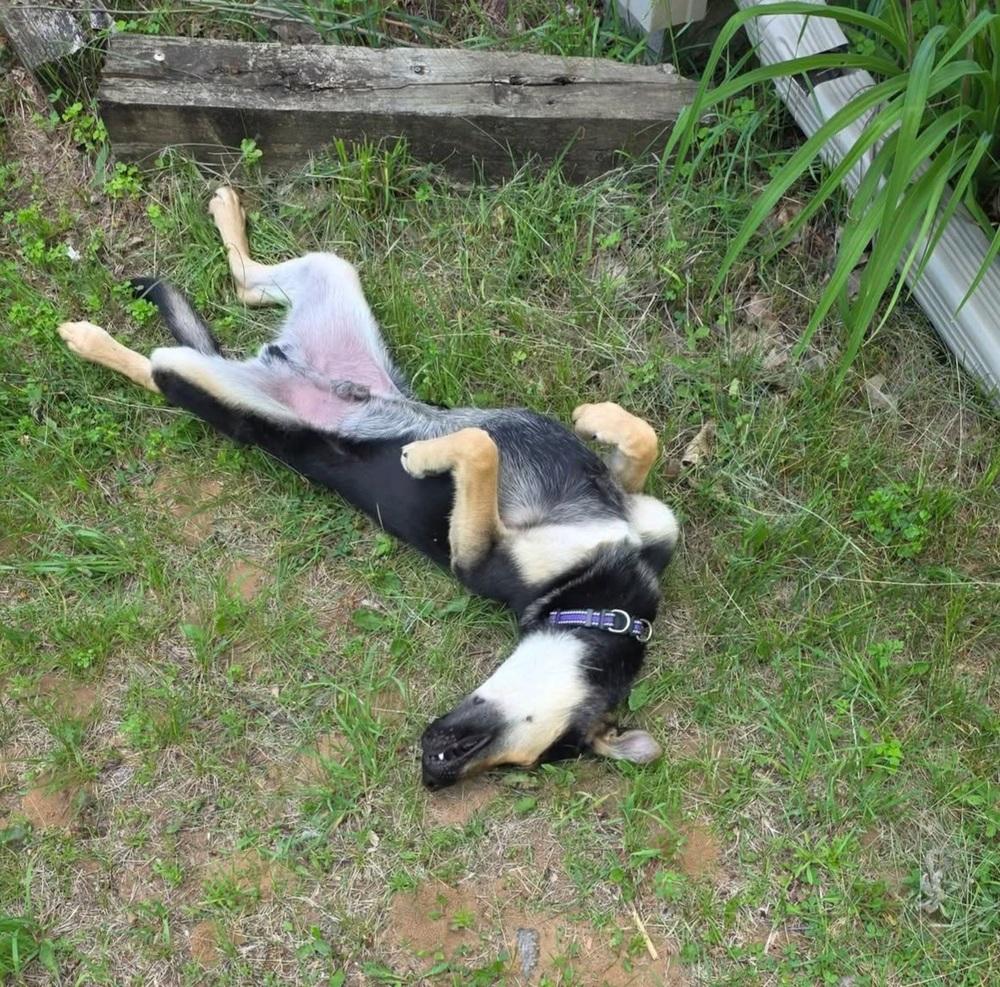 Oliver, Adoptable, Puppy Male German Shepherd Dog.