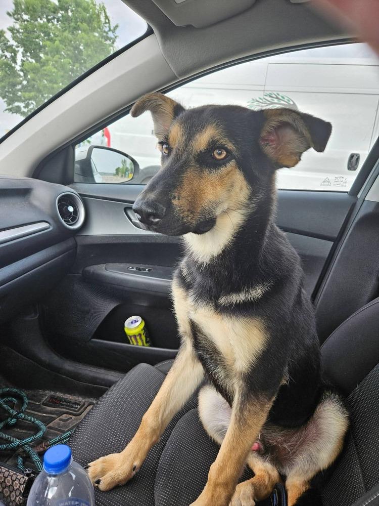 Oliver, a Adoptable mixed breed in Suamico, WI image 2/5