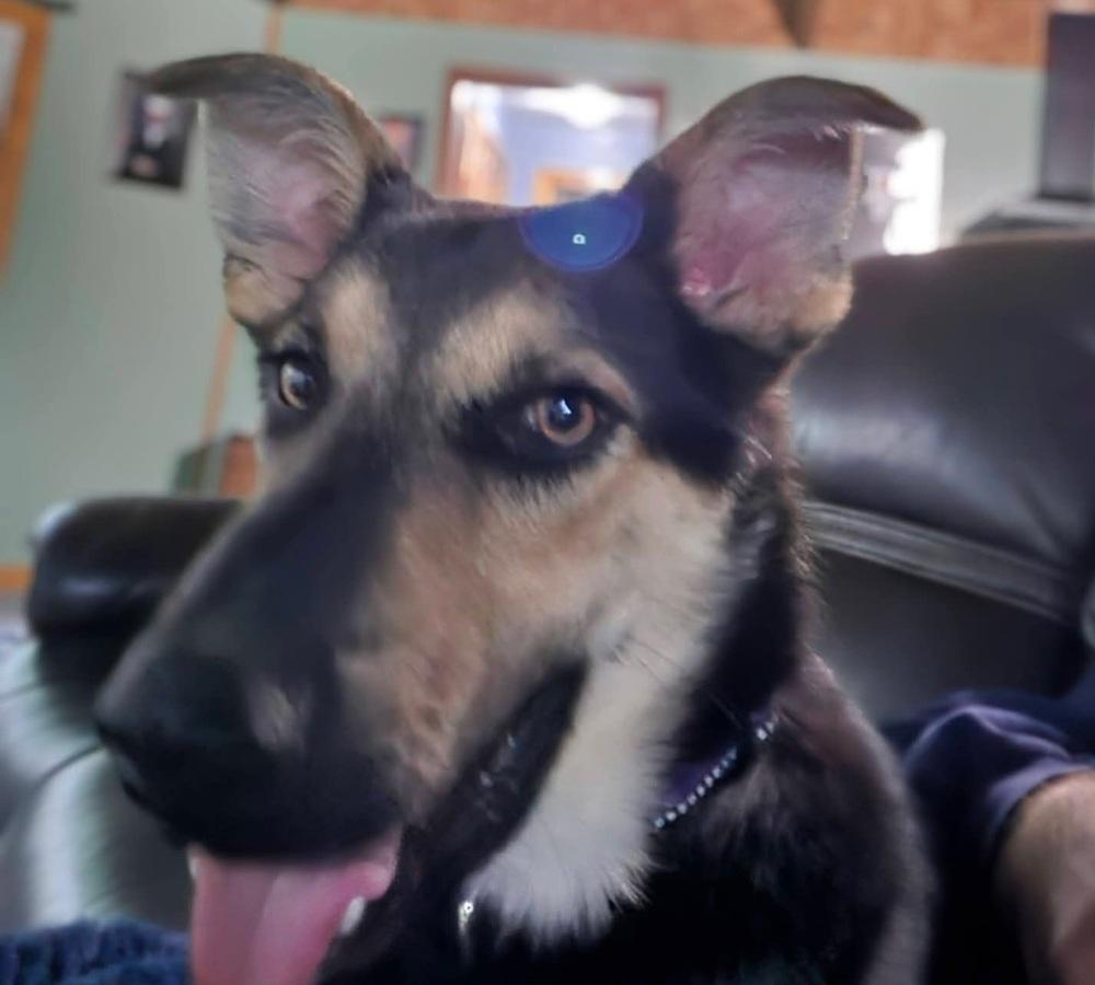 Oliver, a Adoptable mixed breed in Suamico, WI image 4/5