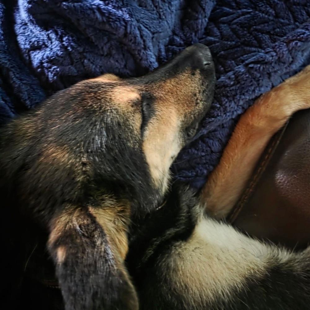 Oliver, a Adoptable mixed breed in Suamico, WI image 5/5