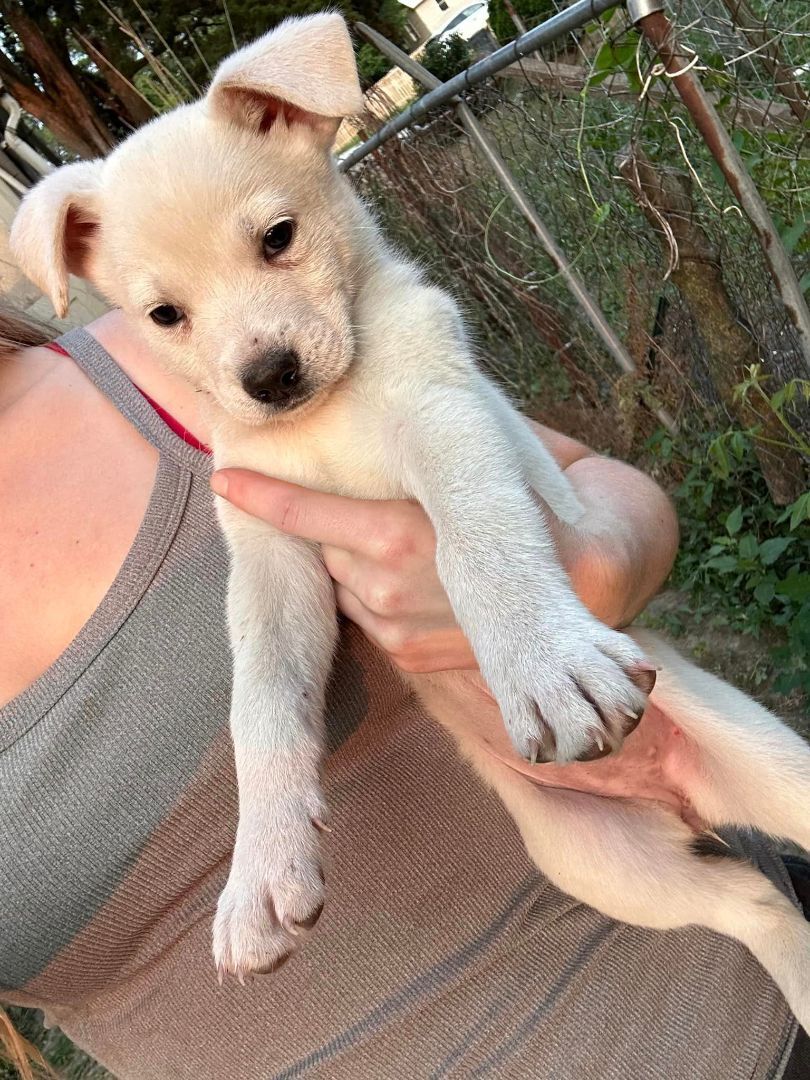 Enlarge Izzy, a Adopted mixed breed in Lexington, MO image 1/8