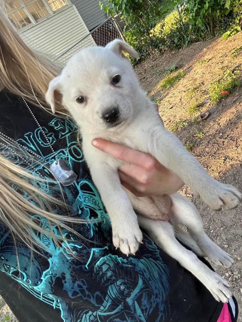 Enlarge Izzy, a Adopted mixed breed in Lexington, MO image 2/8