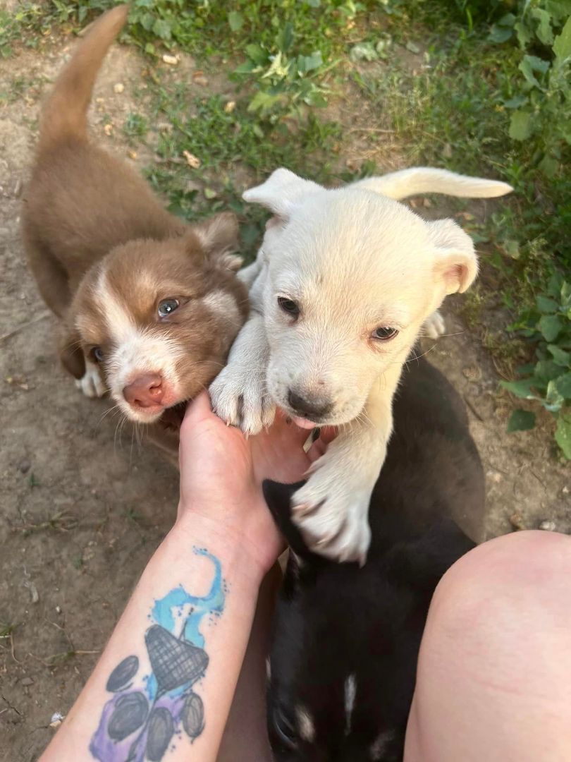 Enlarge Izzy, a Adopted mixed breed in Lexington, MO image 3/8