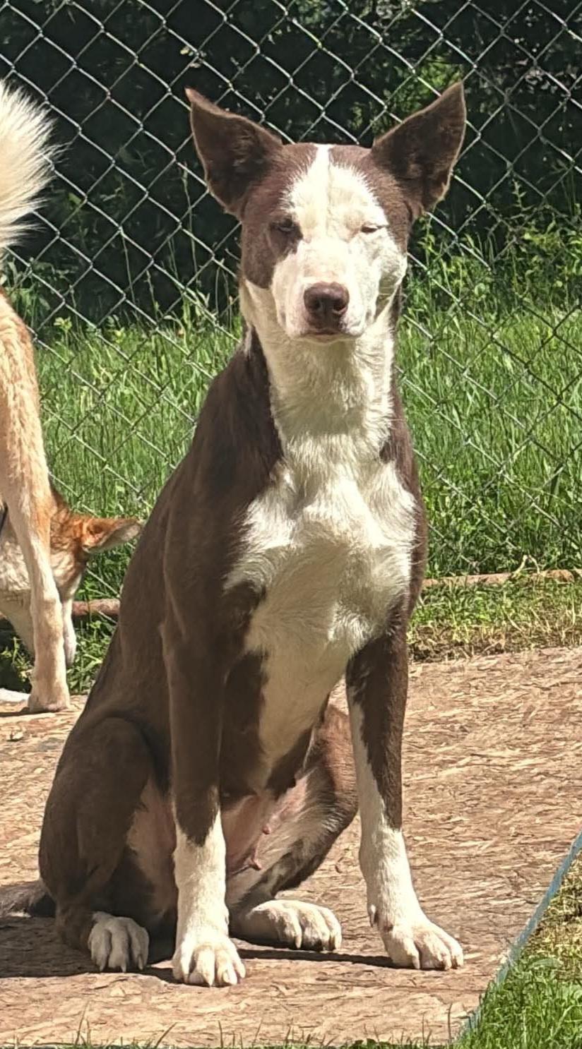 Fantasy (Courtesy Post), a Adoptable mixed breed in Oswego, NY image 2/2