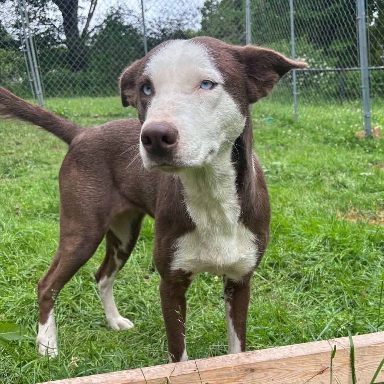 Fantasy (Courtesy Post), Adoptable, Adult Female Pit Bull Terrier.