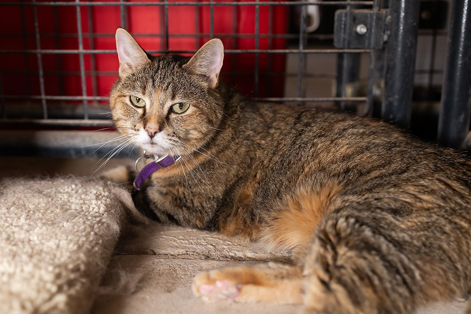 Miranda, Adoptable, Adult Female Domestic Short Hair.