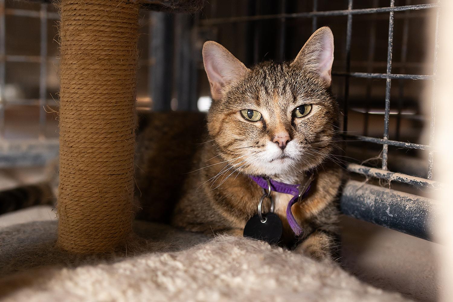 Miranda, a Adoptable Domestic Short Hair in Marana, AZ image 3/4